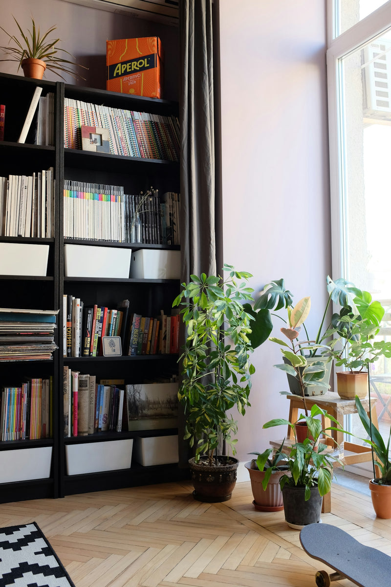 Plants beside a bookcase in a sunlit home interior