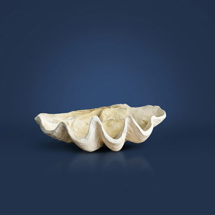 Conch, Not just a figure