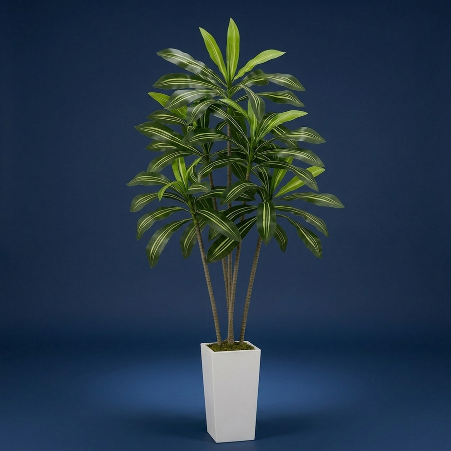 Dracaena, Steady where you place it