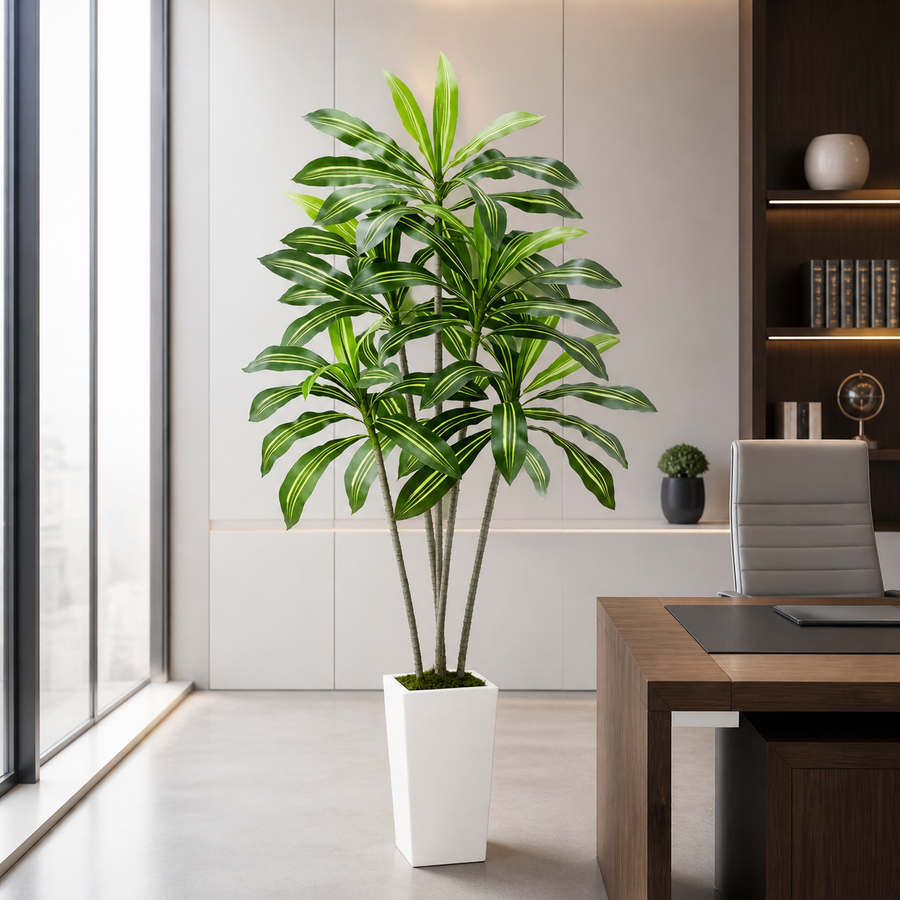 Dracaena, Height that grounds the room