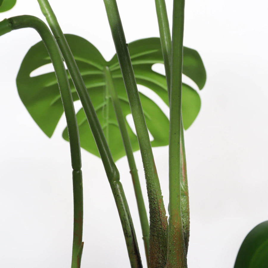 Monstera, A matched pair