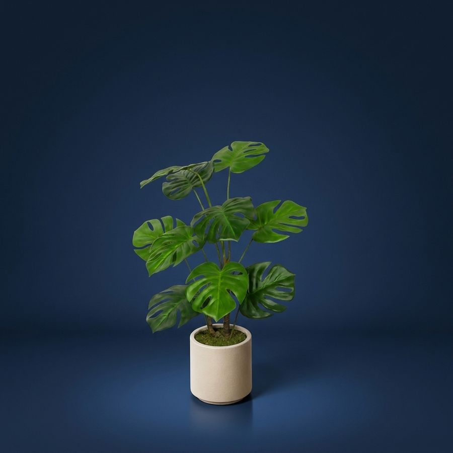 Monstera, Care that stays out of your way