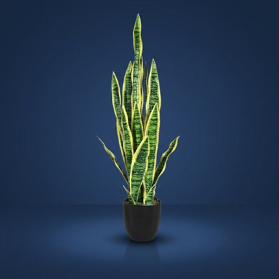 Sansevieria, Zero maintenance