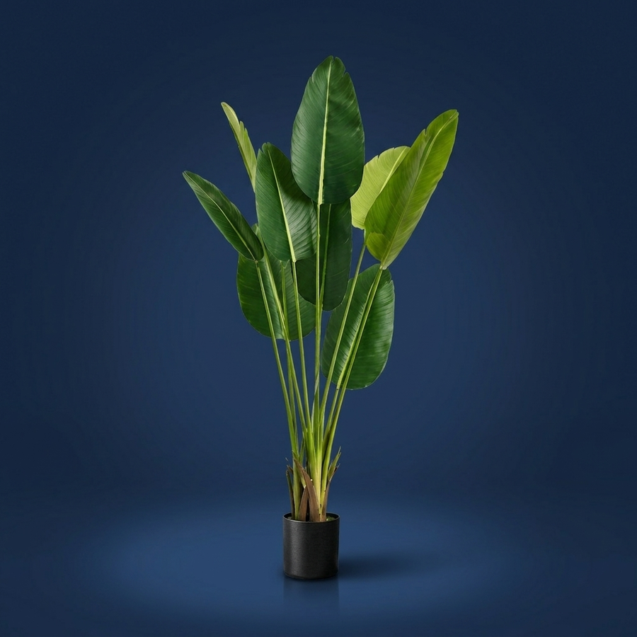 Strelitzia, Reads as real